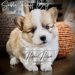 Sable Fluff Boy Docked Tail - Sable male Pembroke Welsh Corgi puppy in Locust Grove, Oklahoma from Hidden Hillsides Corgis