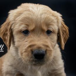 Golden Retriever Puppies from Stormy Hill Golden Retrievers