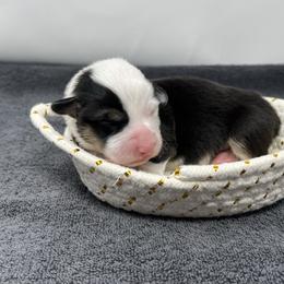 Neve - Black and tan female Pembroke Welsh Corgi puppy in Waco, Texas from The Comma Corgis