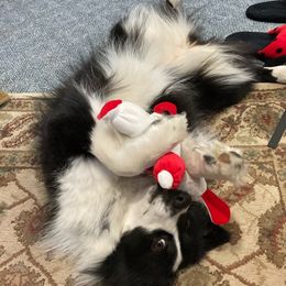 Australian Shepherd All Grown Up from Twin Lakes Ridge Farm