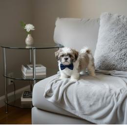Goliath - Silver and white male Shih Tzu puppy in Port Orchard, Washington from Buttons N Bows