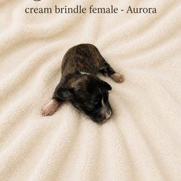 Aurora - Brindle female Dachshund puppy in Indiantown, Florida from Turquoise River Minature Dachshunds