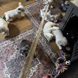French Bulldog Puppies from DaSilvas Estrella AKC