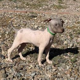 Sprite - White and chocolate male American Hairless Terrier puppy in Arizona City, Arizona from Gaus Hof