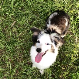 Kona - Miniature Australian Shepherd