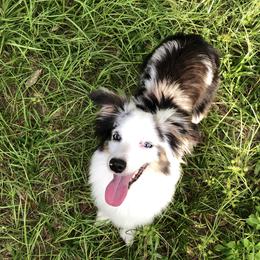 Kona - Miniature Australian Shepherd