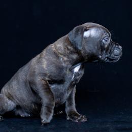 Girl 4 - female Staffordshire Bull Terrier puppy in Tomales, California from Moonspinner Staffords