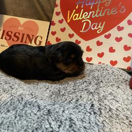 Liam green - Black and tan male Yorkshire Terrier puppy in Taylorsville, North Carolina from Mountain Top Hot Tailz