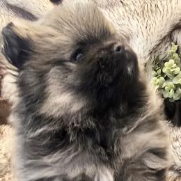 Alpha - Wolf sable female Pomsky puppy in Fallon, Nevada from Amazing High Desert Pomskys