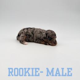 Rookie - Blue merle male Aussiedoodle puppy in West Monroe, Louisiana from Diamond M Poodles and Doodles