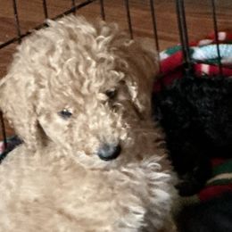 Loki (now Benny) - Red  Poodle puppy in Lebanon, Ohio from Lucky's Legacy