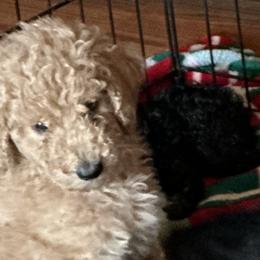 Loki (now Benny) - Red  Poodle puppy in Lebanon, Ohio from Lucky's Legacy