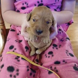 Yellow - Dark golden female Golden Retriever puppy in Lanesboro, Minnesota from Eagle Ridge Golden Retrievers