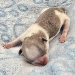 Lavender and White Male - Lilac male Shih Tzu puppy in Oakville, Washington from Garrard Creek Shih Tzus