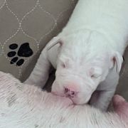 Dogo Argentino Puppies from Fates Legacy Kennels