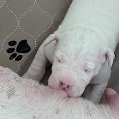Dogo Argentino Puppies from Fates Legacy Kennels