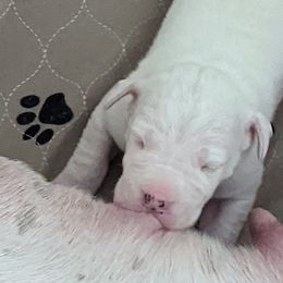 Dogo Argentino Puppies from Fates Legacy Kennels