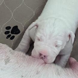 Dogo Argentino Puppies from Fates Legacy Kennels