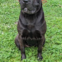 Chinese Shar-Pei All Grown Up from Eihpos Shar-Pei