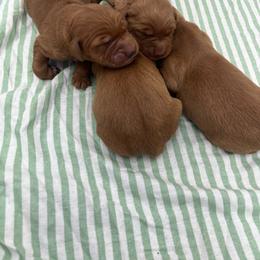 Boy 2 - Dark golden male Golden Retriever puppy in Denton, Maryland from Golden Horse Farm