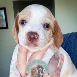 Tuffnut - Piebald male Dachshund puppy in Marion, Ohio from Doodles & Doxies