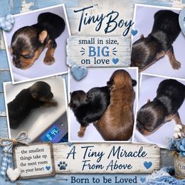 Tiny Chase - Gold male Yorkshire Terrier puppy in Dalton, Georgia from Southern Charm Precious Paws
