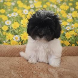 Everest - Black & white male Maltipoo puppy in Salisbury, North Carolina from Carolina Canines