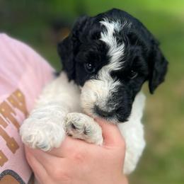 Azul - Parti female Goldendoodle puppy in Lancaster, Pennsylvania from Doodles in the Skye