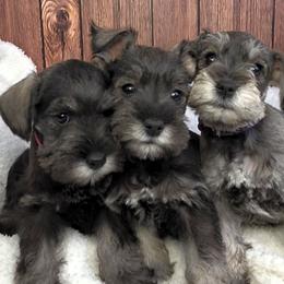 Miniature Schnauzer puppies from Halo Schnauzer