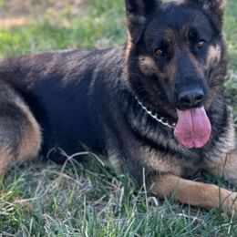 Indy - German Shepherd