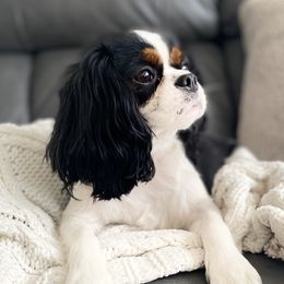 Moana - Cavalier King Charles Spaniel