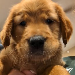 Golden Retriever Puppies from 10 Piece Golden Nugget Retrievers