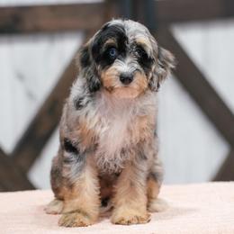 Doona - Blue merle female Bernedoodle puppy in Dundee, Ohio from Down Home Doodle