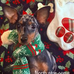 Valencia - Prague Ratter