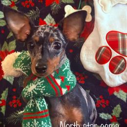 Valencia - Prague Ratter