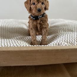 Bernedoodle, Goldendoodle, and Poodle Puppies from Central Valley Canine Companions