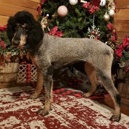 Frenchie - Poodle