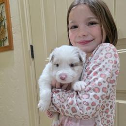 Dottie - Lilac merle female Border Collie puppy in Ripley, Oklahoma from Adventure5 Border Collies