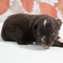 Rusty - Red tri male Toy Australian Shepherd puppy in Bauxite, Arkansas from J & B Mini Aussies