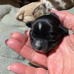 Onyx - Black and white male Chihuahua puppy in Casper, Wyoming from Coffey Chihuahua Café