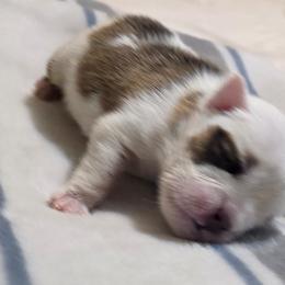 Diego - Red and white male Bulldog puppy in Cheshire, Connecticut from Absolut Bulldogs