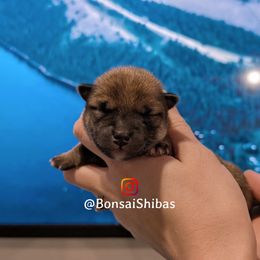 AIRO - Red male Shiba Inu puppy in Minnesota from BonsaiShibas