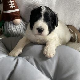 Bernedoodle, Cockapoo, and Goldendoodle Puppies from Avery Doodle Day LLC