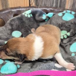 Pink - Sable female Collie puppy in Kalispell, Montana from C4 Collies