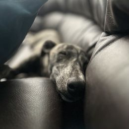 Poodle and Whippet All Grown Up from Charleston Reds Standard Poodles and Whippets