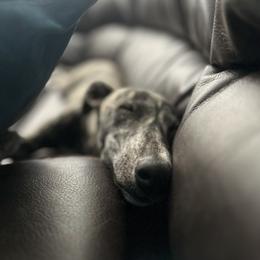 Poodle and Whippet All Grown Up from Charleston Reds Standard Poodles and Whippets