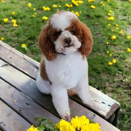Louie - Goldendoodle