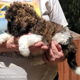 Poodle Puppies from Furball Forest Poodles