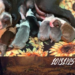 Mary - Red female Boston Terrier puppy in Brazos Point, Texas from TX Southern Belle Bostons