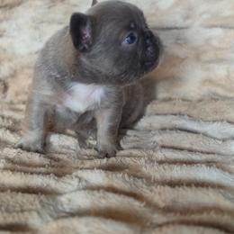 Rhino - Liver male French Bulldog puppy in Alexander City, Alabama from Lake Martin Fancy Frenchies
